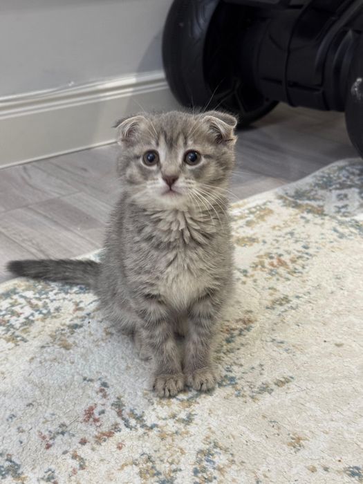 Продам котенка (мальчик 2 месяца)