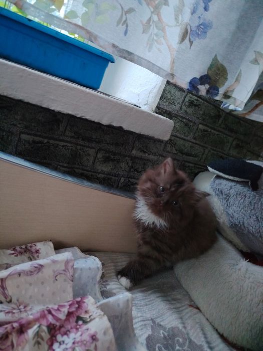 Отдадим котёнка бесплатно