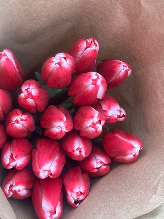 Тюльпаны оптом в Алматы