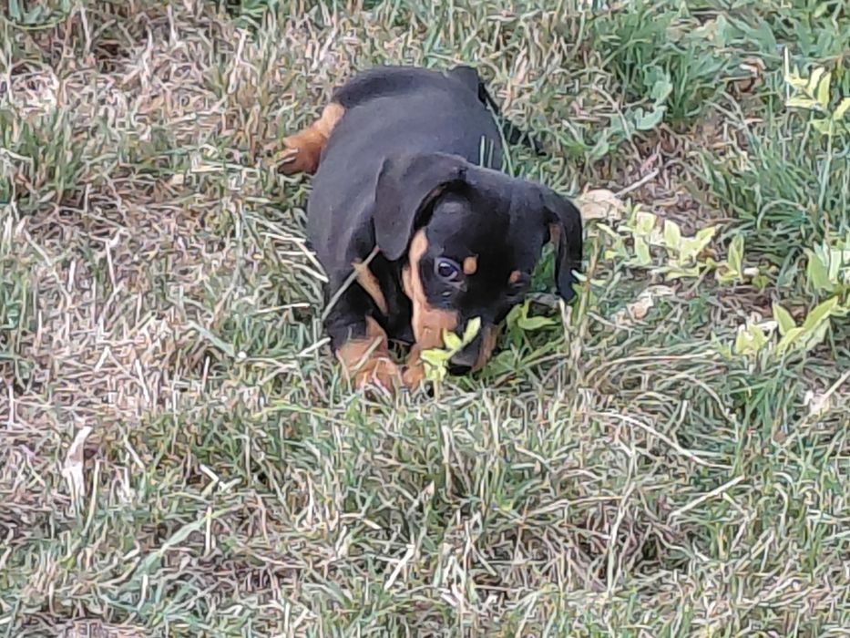 Pui de Techel spre adoptie