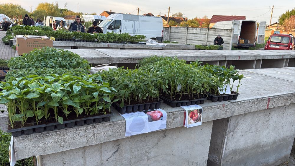 Vand rasad de legume