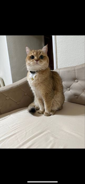 Продантся кошка золотая шиншила