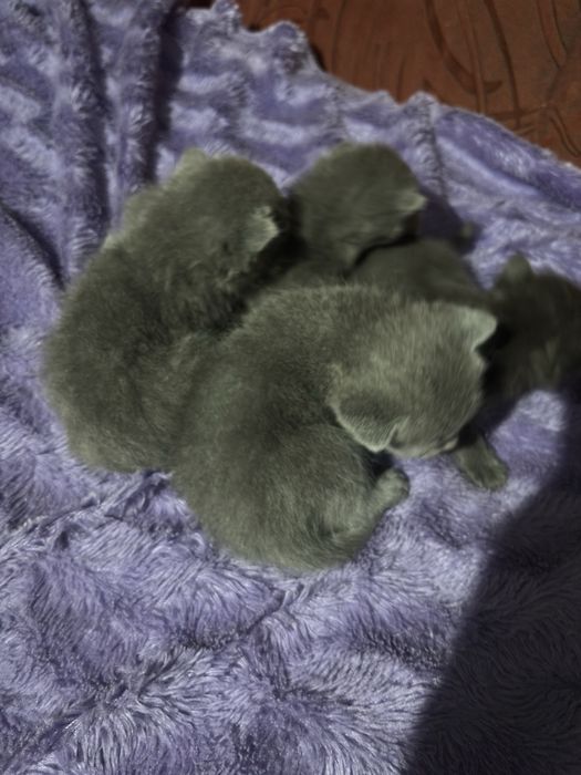Продам котят британцев