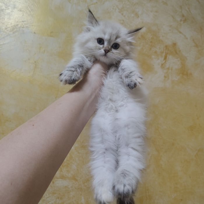 Котята от Золотой Шиншиллы