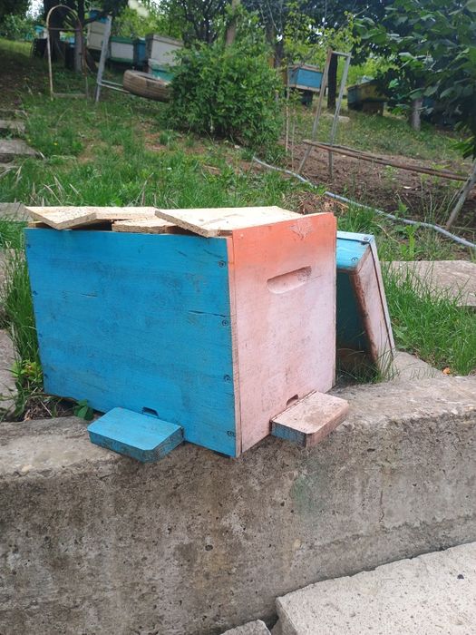 20 nuclee de împerechere