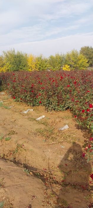 Роза көшет сорты чёрный магия 2и 1 жылдық көшеттер