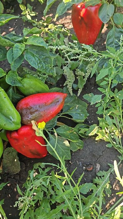 Vand gogosari si kapia 3lei/kg