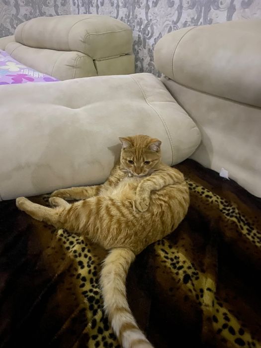 Кошка рыжая,игривая