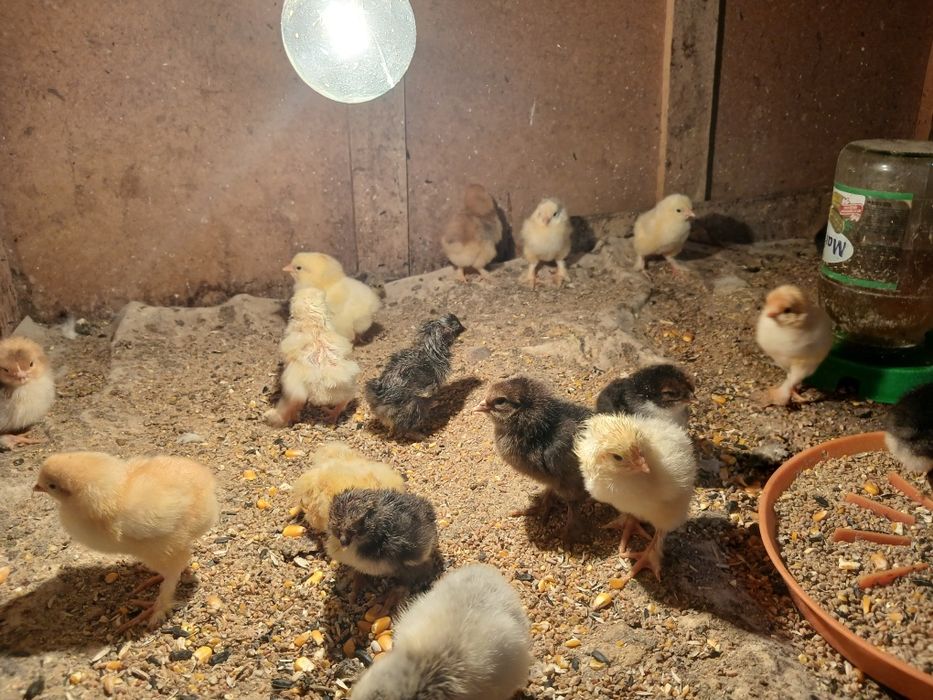 Продам циплят помеси петуха брамы и домашних кур