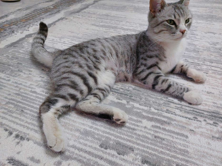 Стерилизованная кошечка