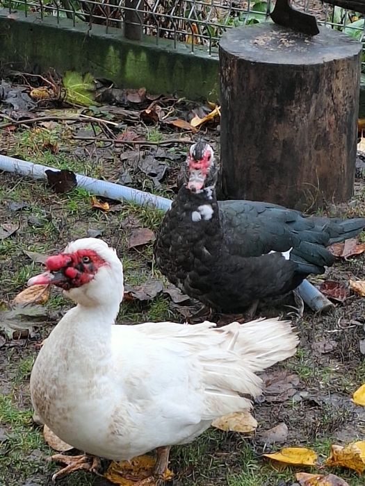 Rate .leșești mute