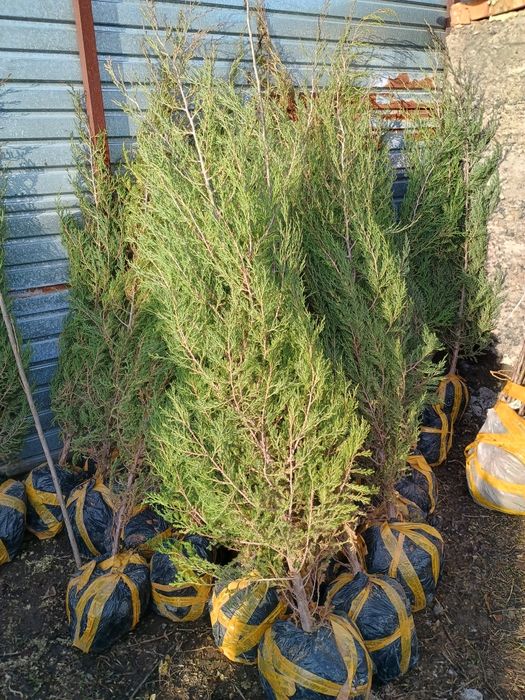 Туи, можжевельник