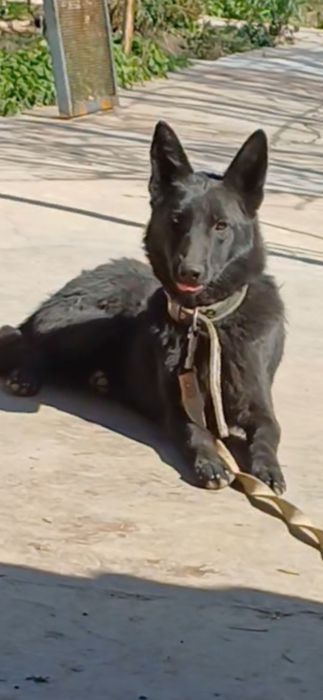 Немецкий овчарка Эркак  5 ойлик сотилади