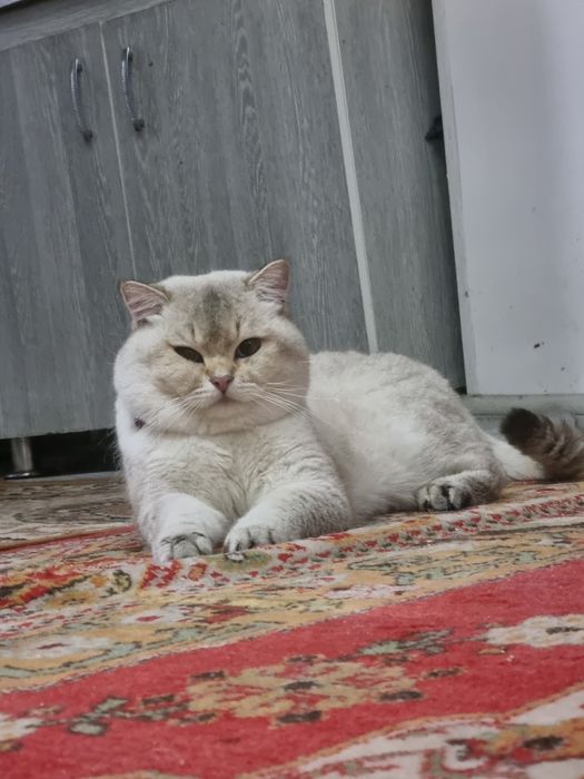 Britanskiy shinshilla