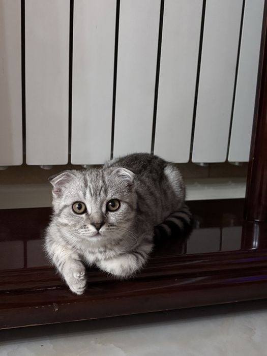 Шотландский котёнок мальчик продаётся