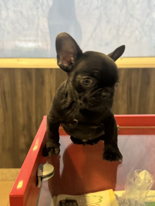 Френски-булдог мъжко