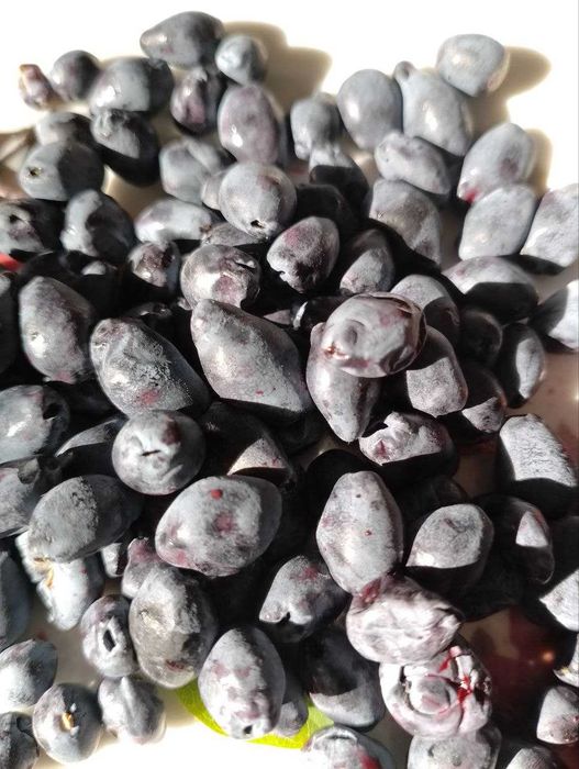 Жимолость "Принцесса Диане"