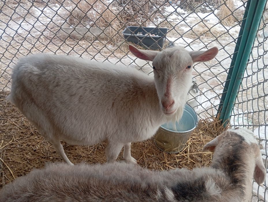 ВНИМАНИЕ! Продается милый козлёнок!!