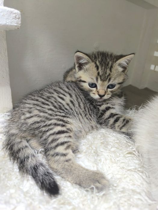 Кошечки Шотландские