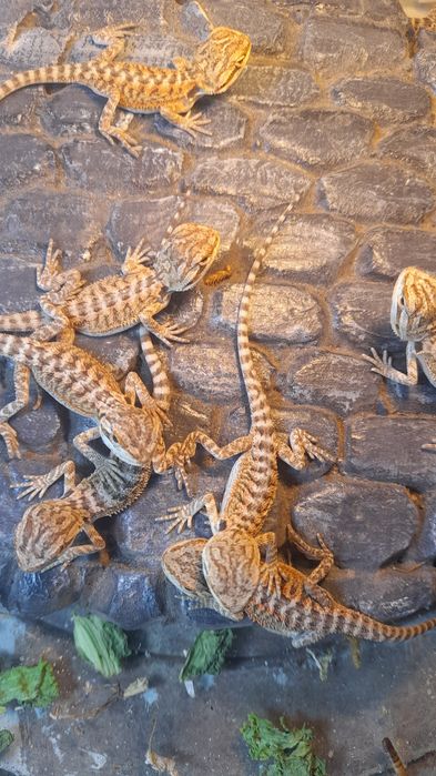 В продаже малыши бородатых агам