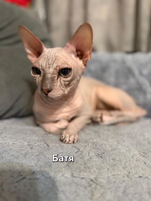 Котята канадского сфинкса