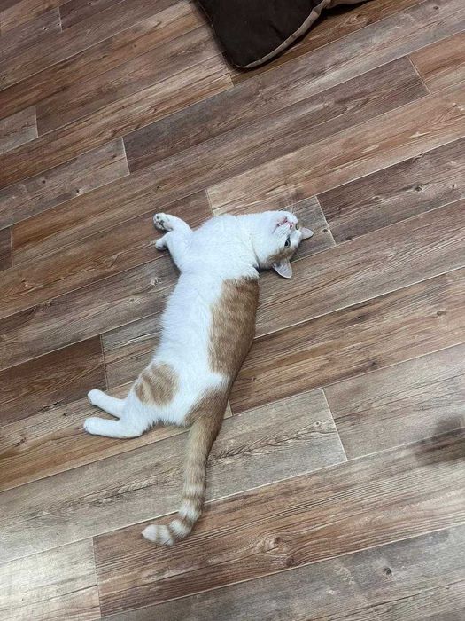 Отдам кота в хорошие руки