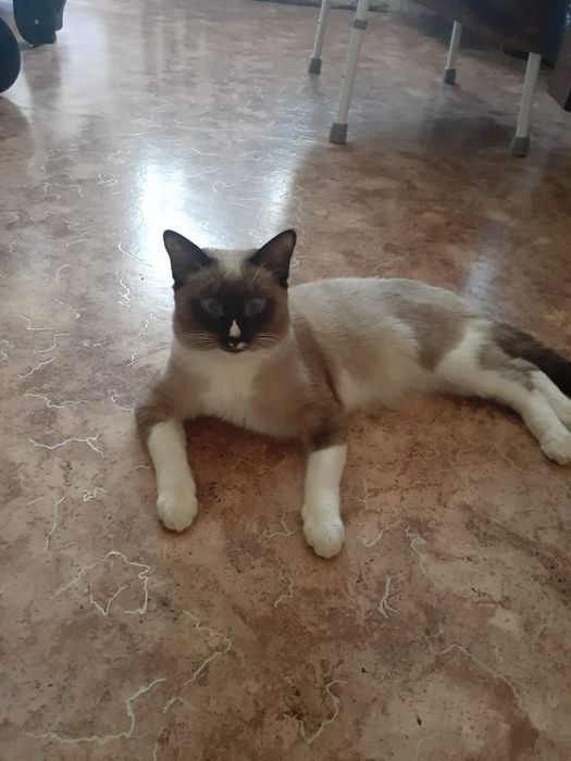 Котик для вязки.