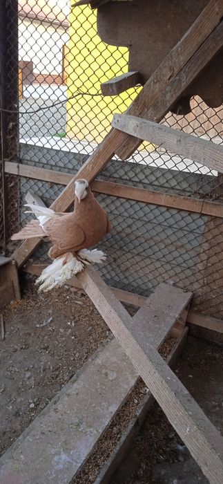 Продам голубей домашних