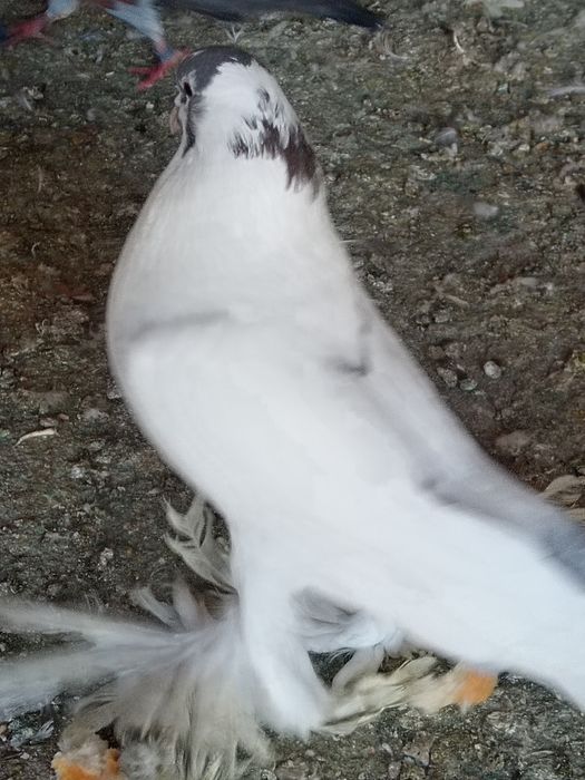 Porumbei de vânzare sau schimb cu găini de rasă