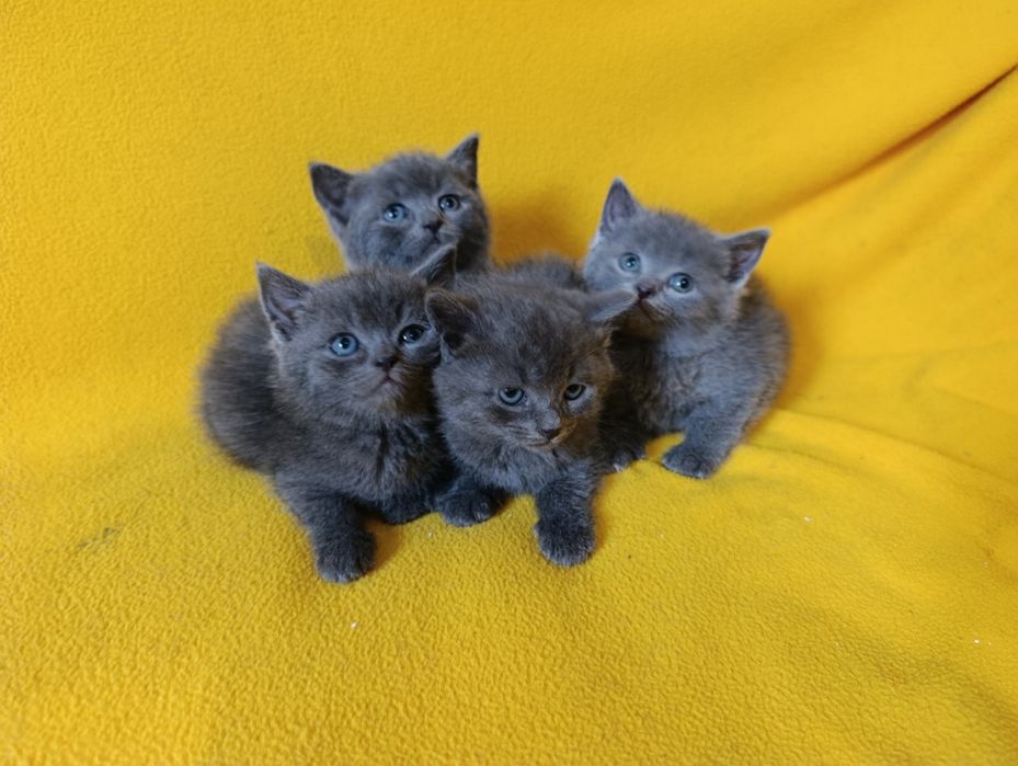 Котета - порода Руска синя котка !