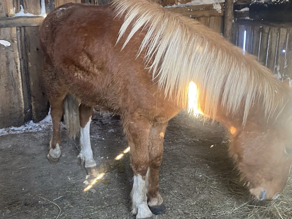 Продам тай 1,9 месяцев