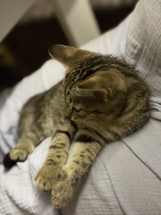 Отдам котёнка девочка