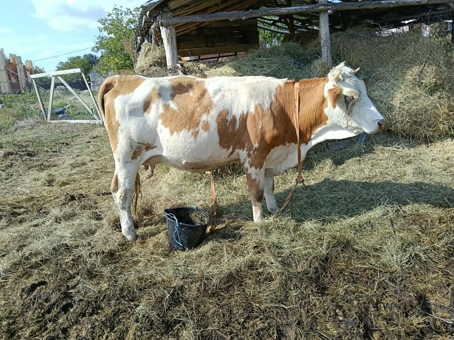 Vând vacă la prima fătare vacă cuminte