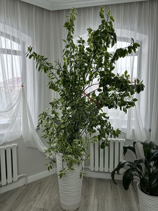 Педилантус 2.5 метра