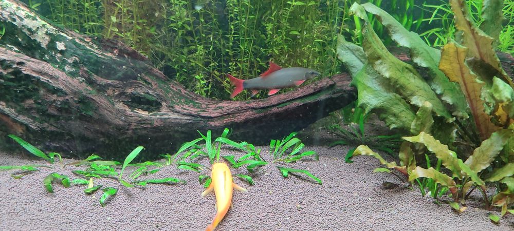 Продам аквариум с тумбой и фильтром