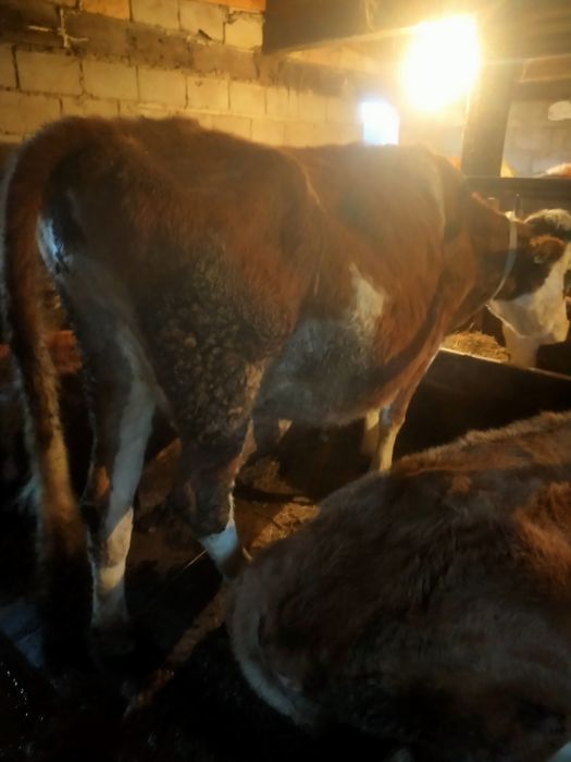 Продам 2 корову 2 бычка