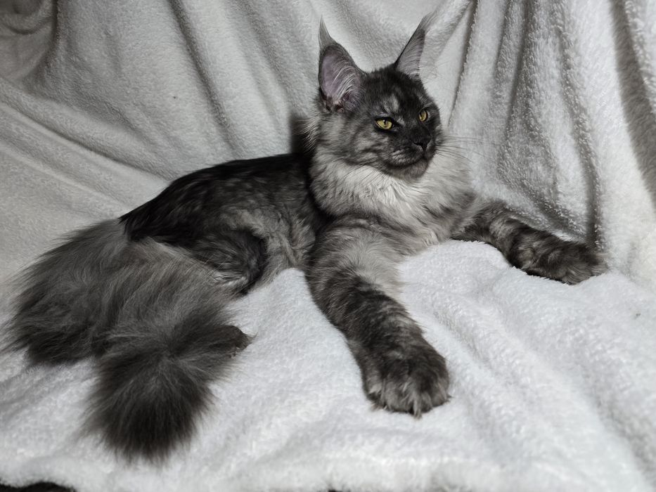 Maine coon Maine coon