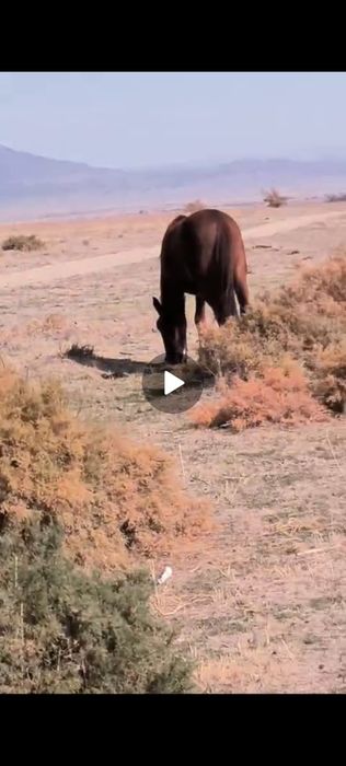 Лошадь  трехлетка кунан