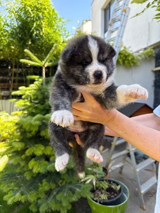 Akita Inu Galati