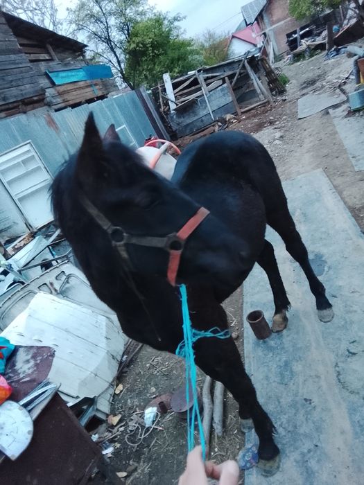 Vând sau schimb mânză