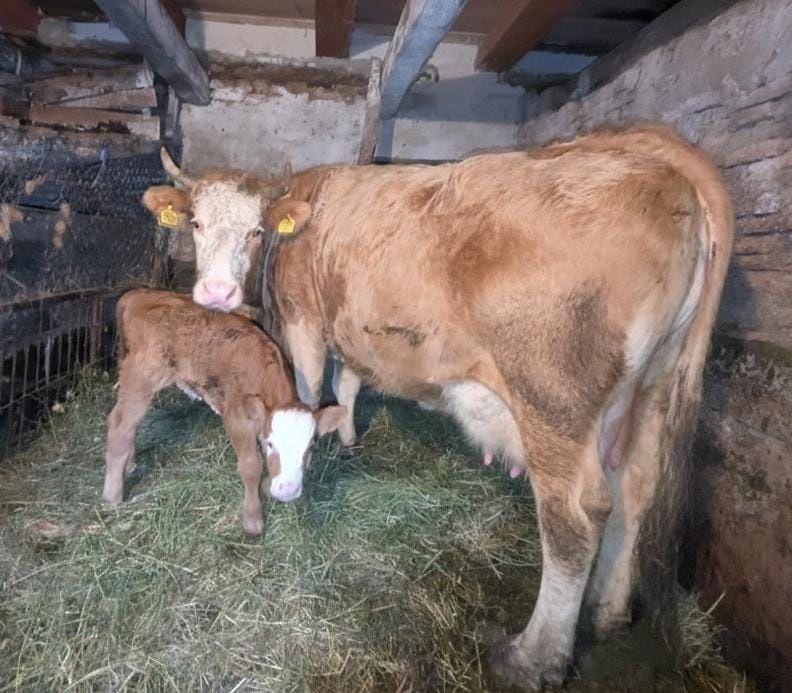 Vând vacă cu vițea