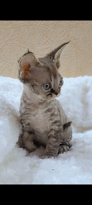 Девон-рекс котята в Алматы!