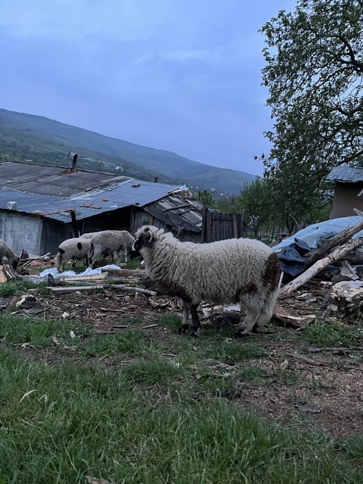 Berbec breaz la 3 luni