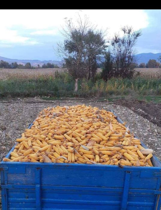 vând porumb știuleți 2025