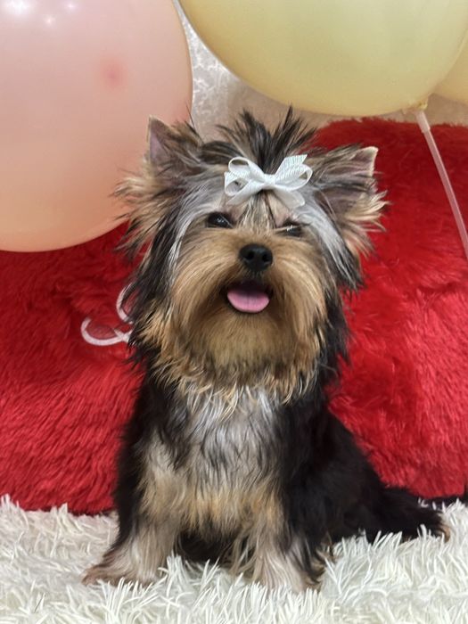 Красивый мальчик йорик беби фейс