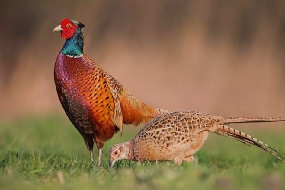 Vând sau schimb fazani