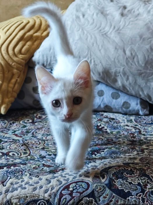 Белого котёнка в добрые руки!