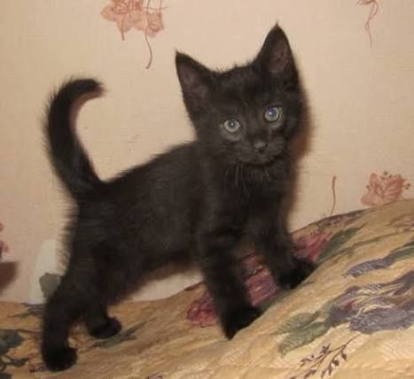 Котята в хорошие руки