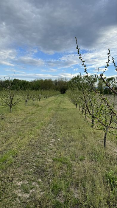 Продава се Земеделски имот в с. Крислово, Област Пловдив -  кв.м за 2267 €/дка - Снимка #10