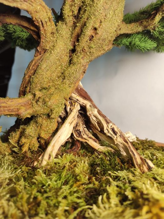 Продам Бонсай (голубой мозжевельник)